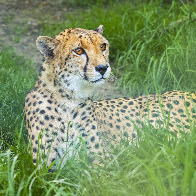 猎豹,Acinonyx jubatus